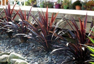 Cordyline red and grren